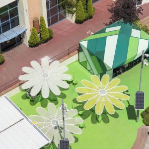 image of three daisies seen from above